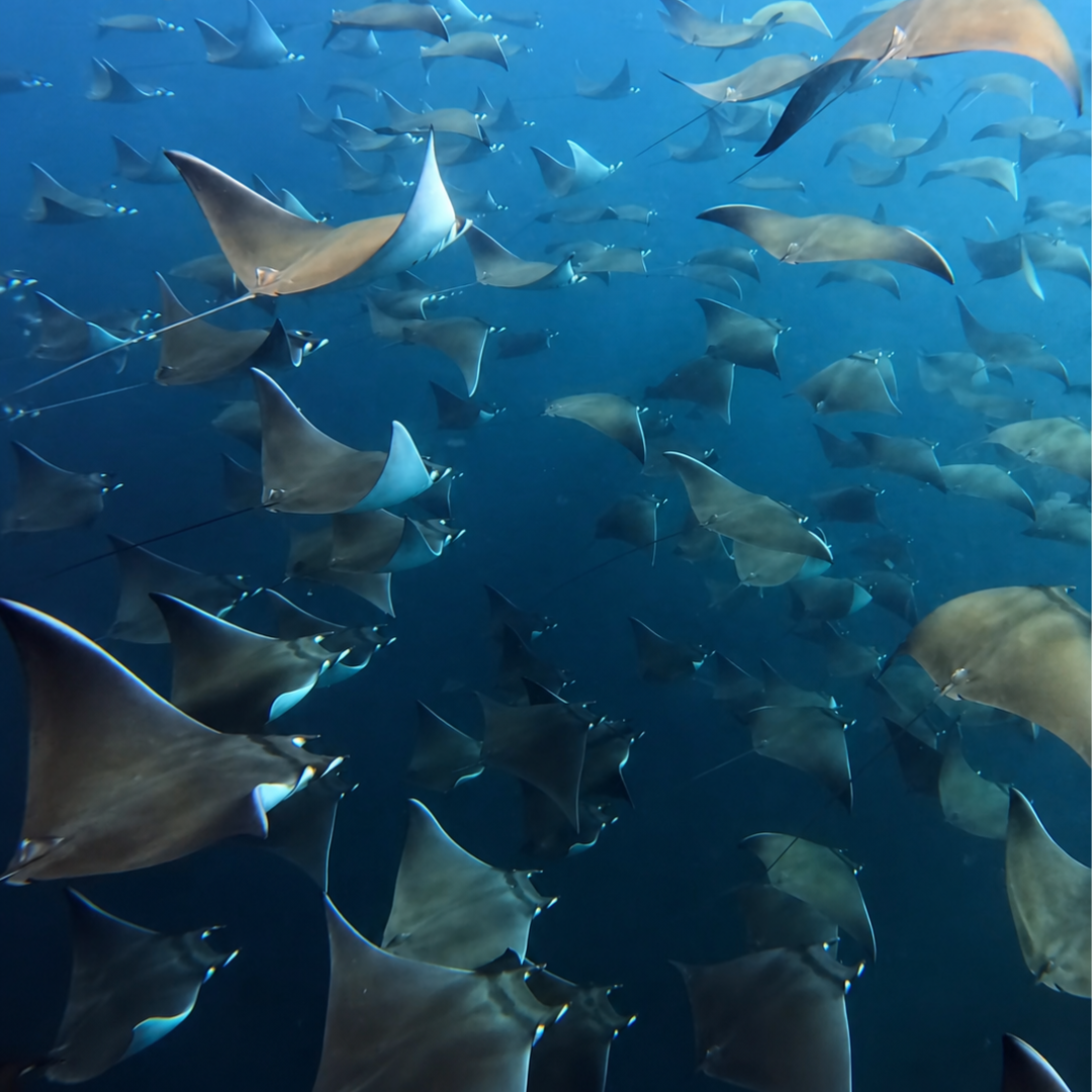 Visit Coiba National Park from Santa Catalina. Snorkeling, diving, pristine islands, warm Pacific waters, dolphins, turtles, rays, whale sharks and whales by season.
