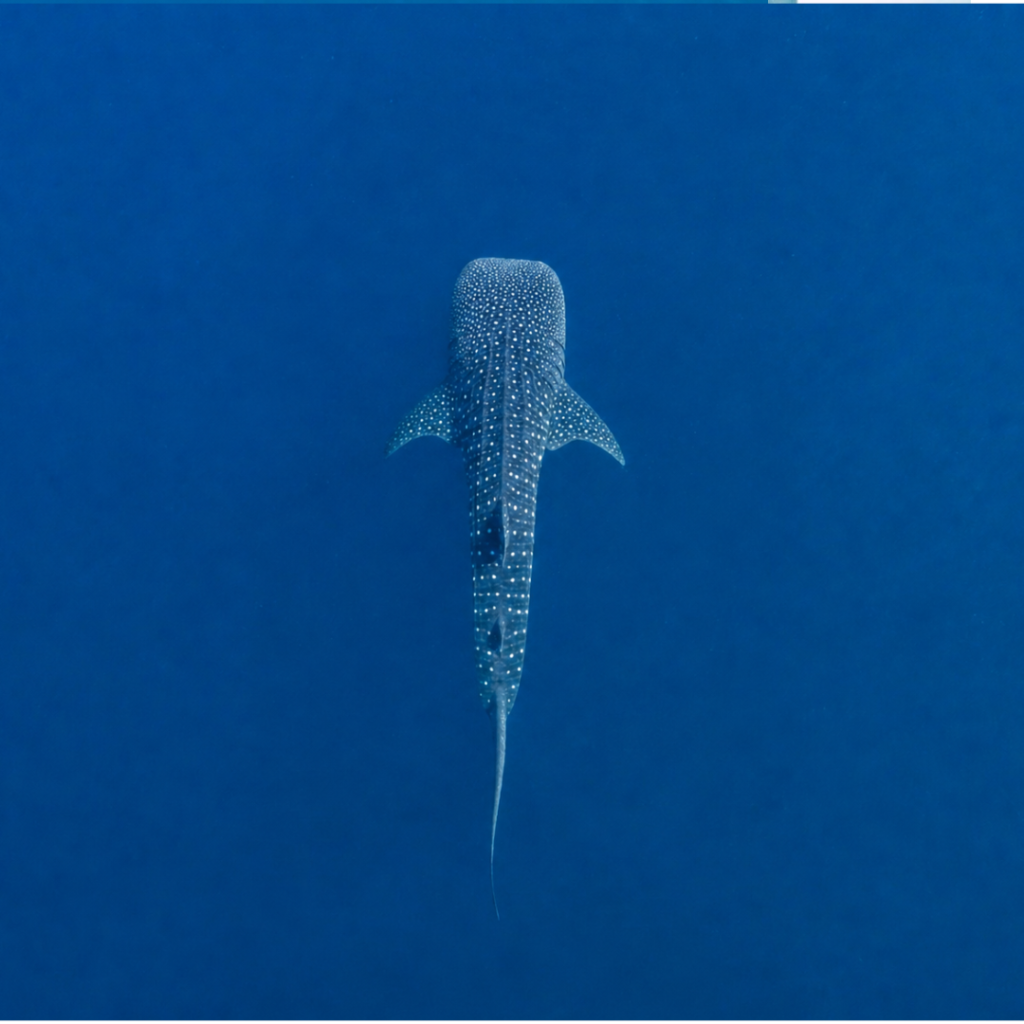 Santa Catalina experiences including Coiba, surf, yoga and local restaurants