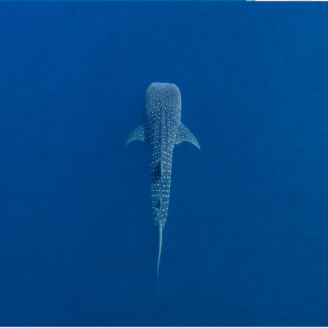 Santa Catalina experiences including Coiba, surf, yoga and local restaurants